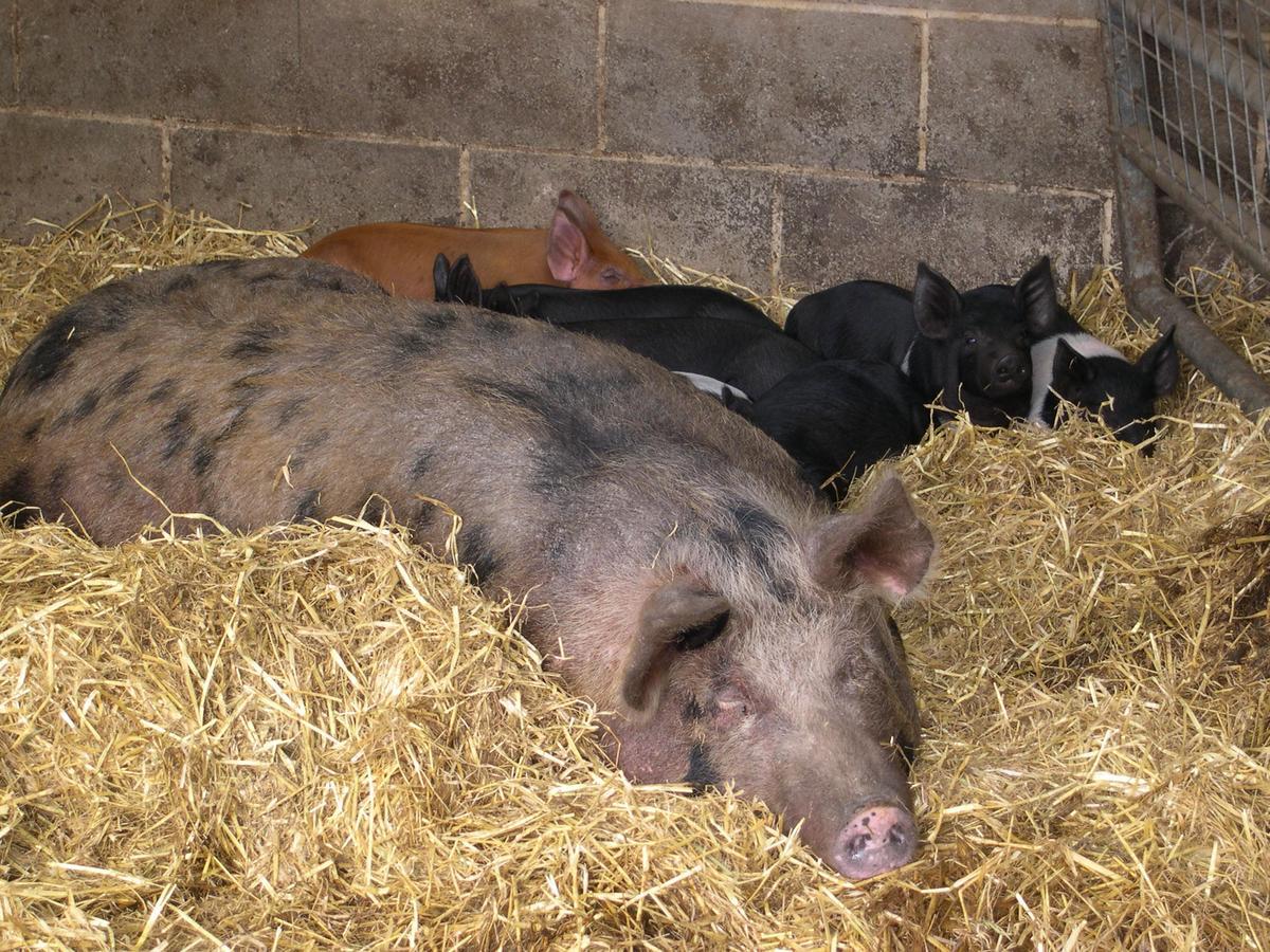 Pickersgill Manor Farm Bed and Breakfast Silsden Exteriör bild